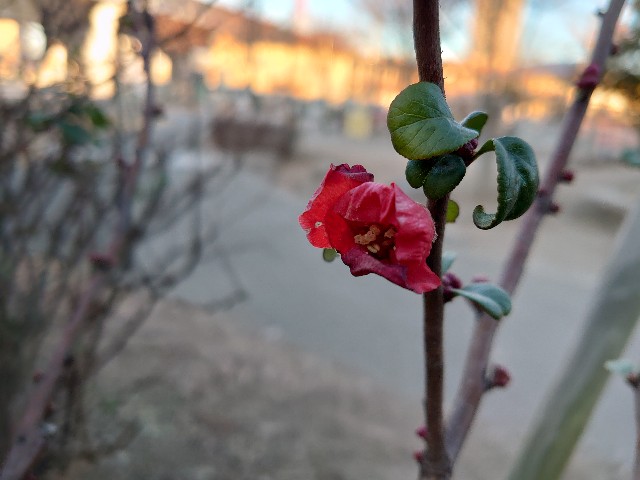 f:id:miyuki1967:20210119154021j:plain:w450