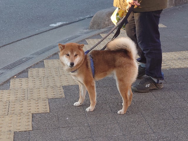 f:id:miyuki1967:20210119154319j:plain:w450