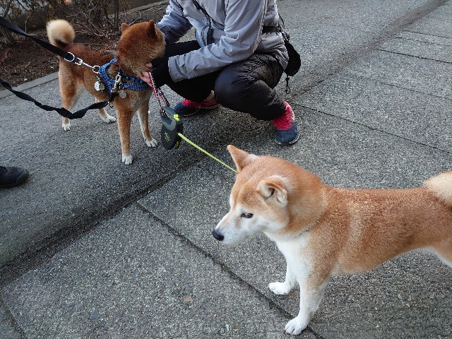 f:id:miyuki1967:20210204153051j:plain:w450