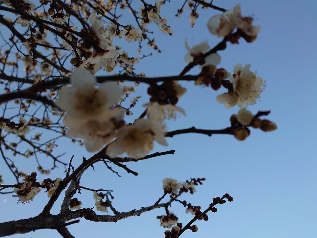 f:id:miyuki1967:20210204153119j:plain:w450