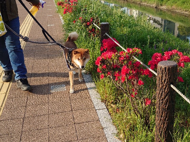 f:id:miyuki1967:20210420160258j:plain:w450
