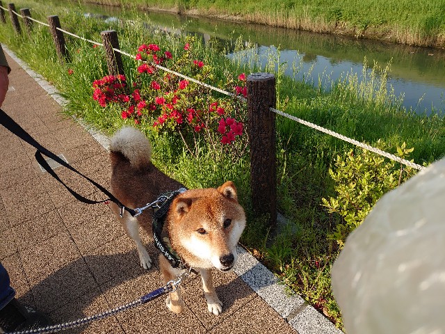 f:id:miyuki1967:20210420160330j:plain:w450