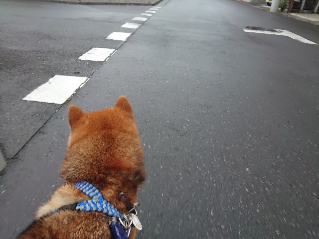f:id:miyuki1967:20210521143553j:plain:w450