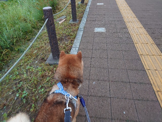 f:id:miyuki1967:20210521143604j:plain:w450