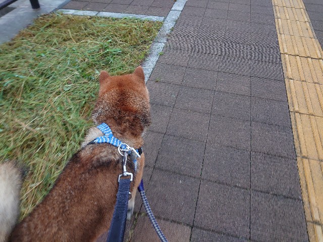 f:id:miyuki1967:20210521143620j:plain:w450