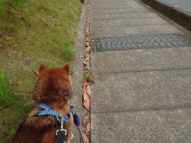 f:id:miyuki1967:20210602130744j:plain:w450