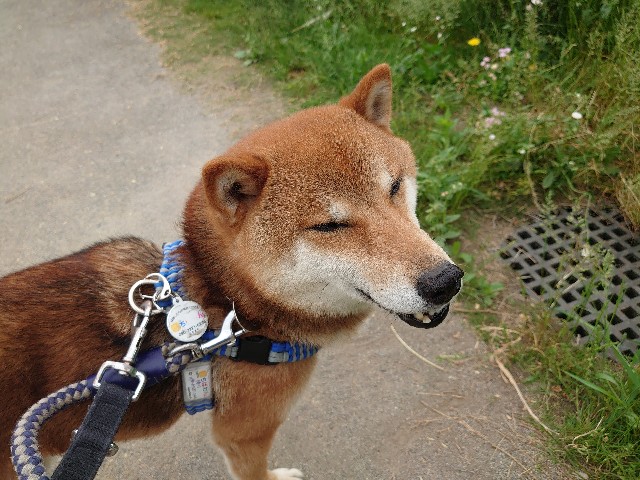 f:id:miyuki1967:20210602130940j:plain:w450