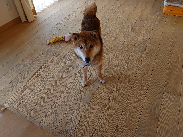 f:id:miyuki1967:20210602131056j:plain:w450