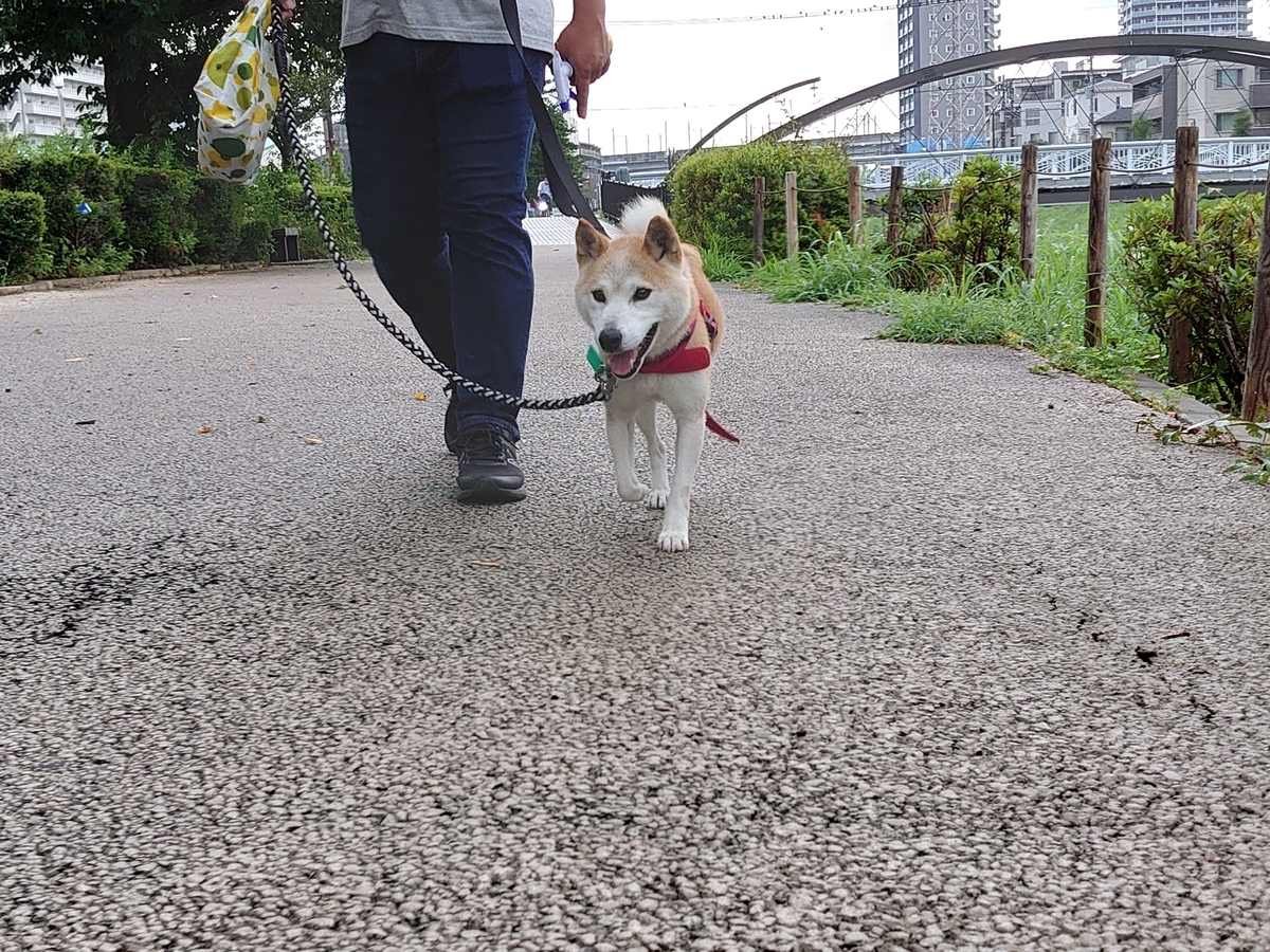 f:id:miyuki1967:20210805145004j:plain:w450