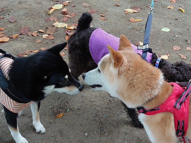f:id:miyuki1967:20210830161436j:plain:w450