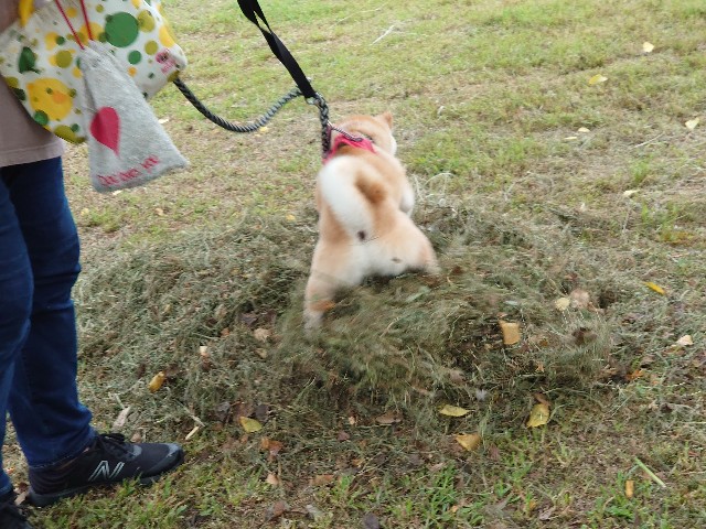 f:id:miyuki1967:20210830161502j:plain:w450