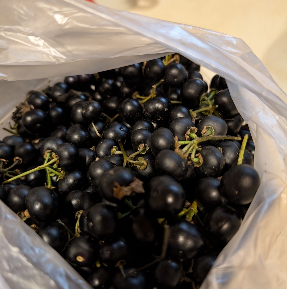 ハックルベリー10キロ ハックルベリー ガーデンハックルベリー 10