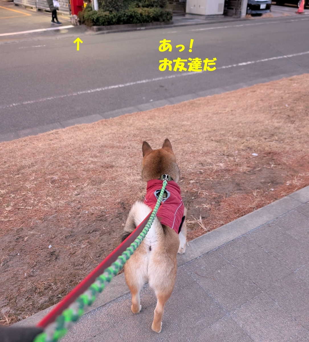 鳥と犬とで大家族