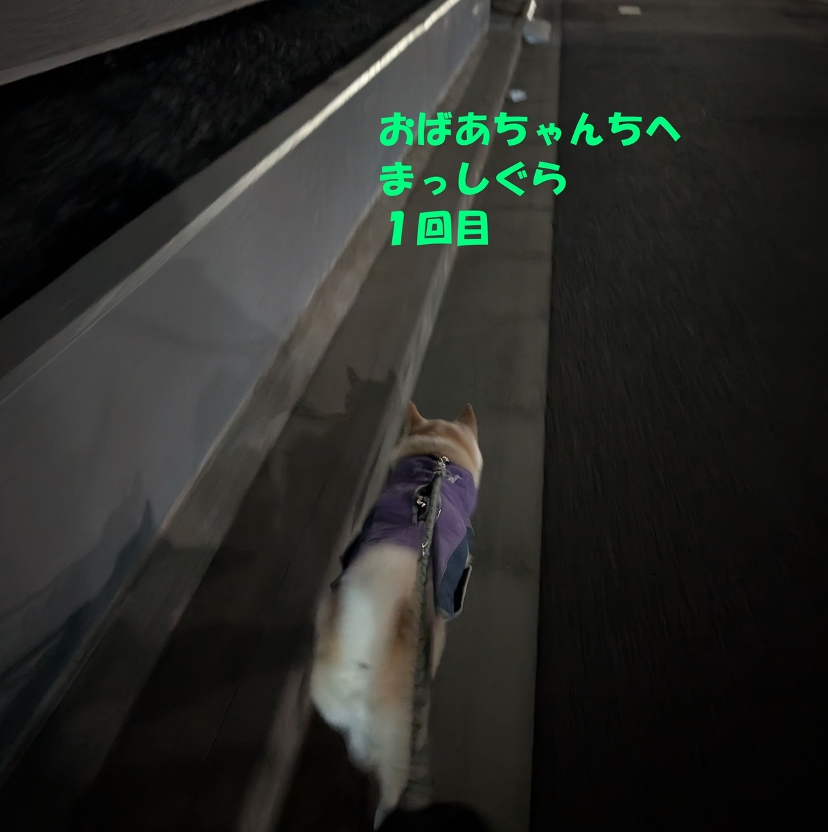 鳥と犬とで大家族