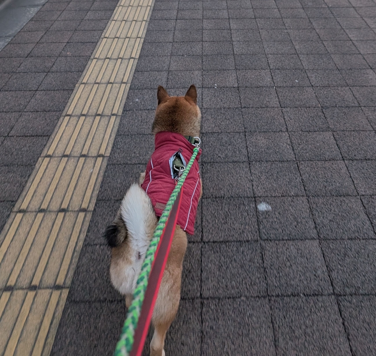 鳥と犬とで大家族