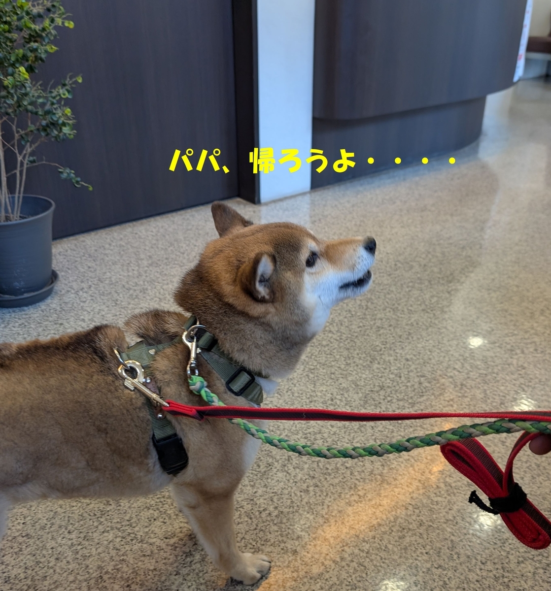 鳥と犬とで大家族