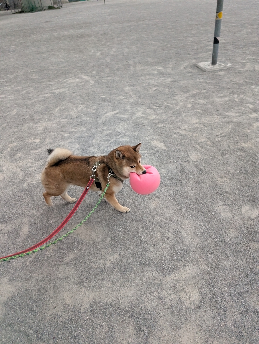 鳥と犬とで大家族