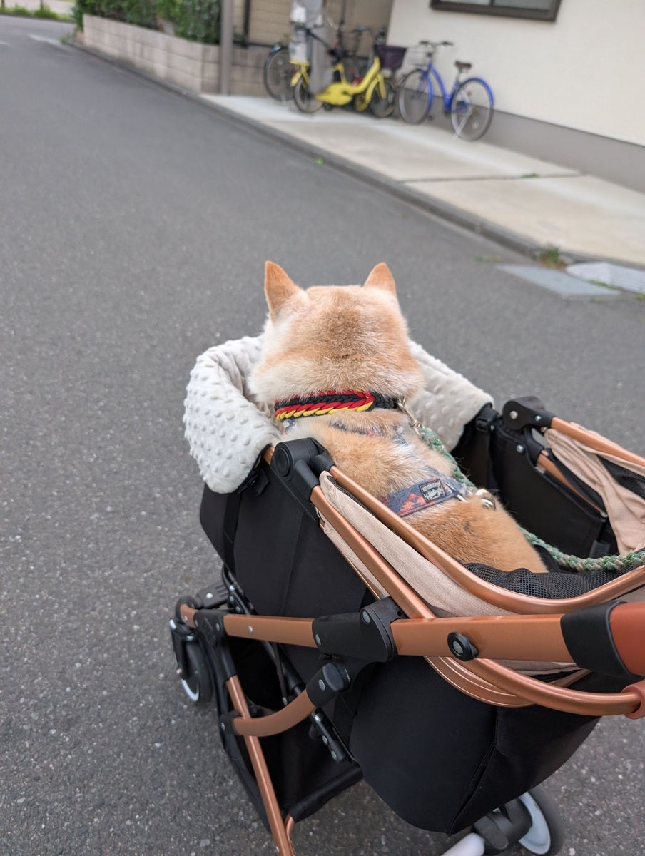 鳥と犬とで大家族