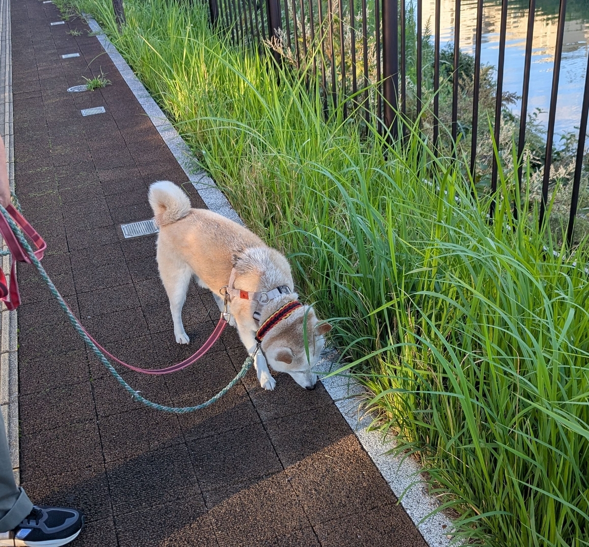 嬉しそうに散歩できました