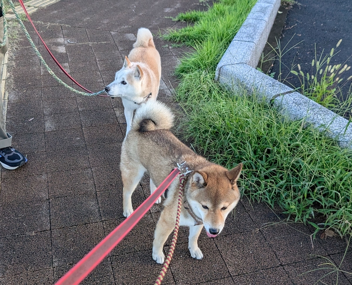 嬉しそうに散歩できました