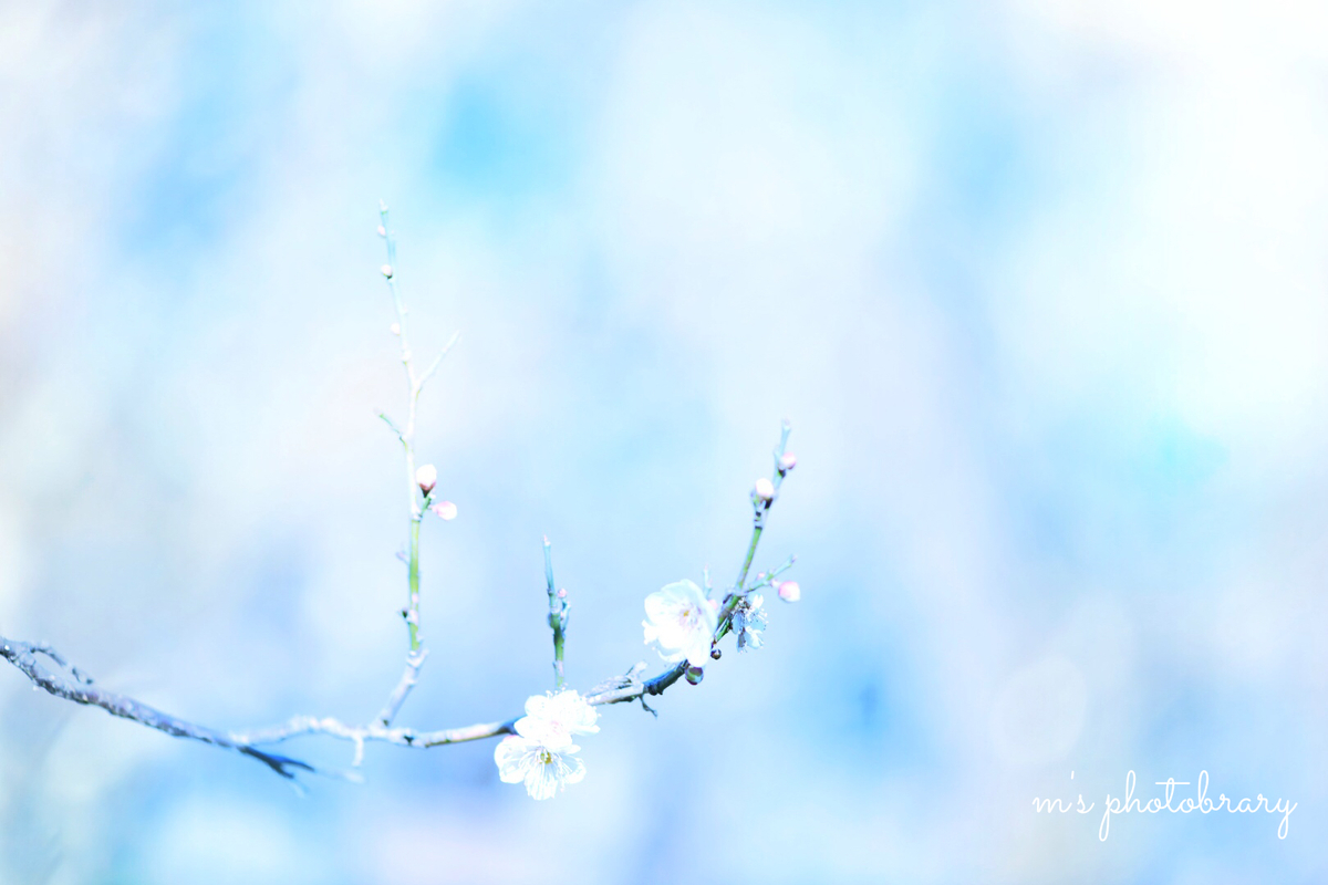 f:id:miyuki_sato:20210113164736j:plain