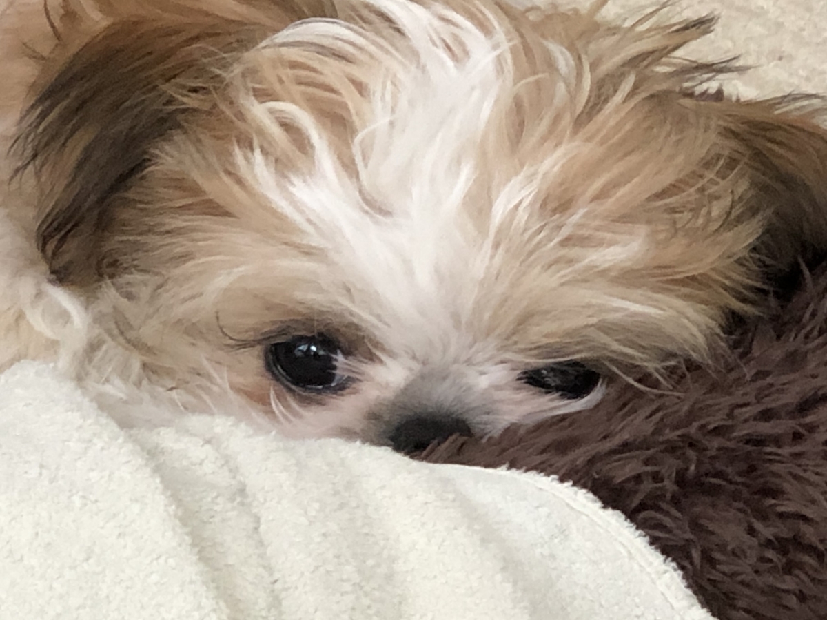 f:id:miyuki_sato:20210513163006j:plain