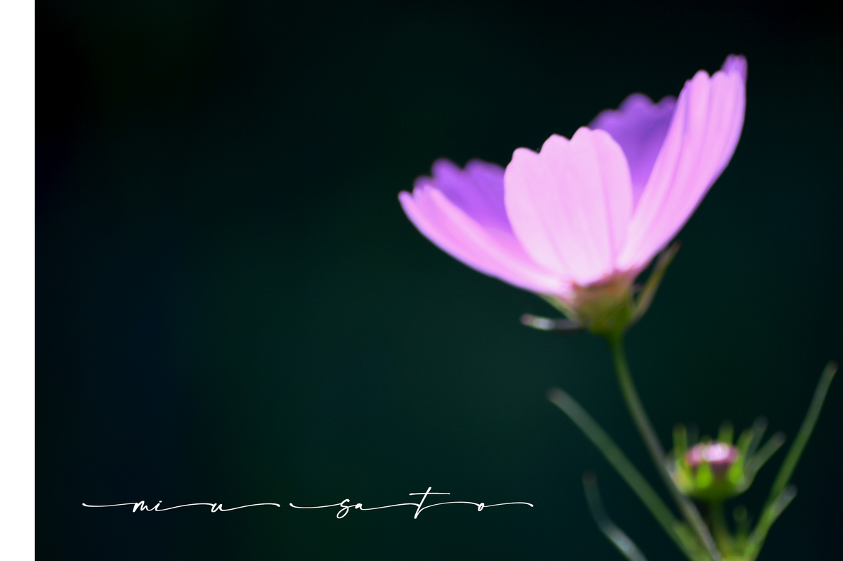 f:id:miyuki_sato:20210920144551j:plain