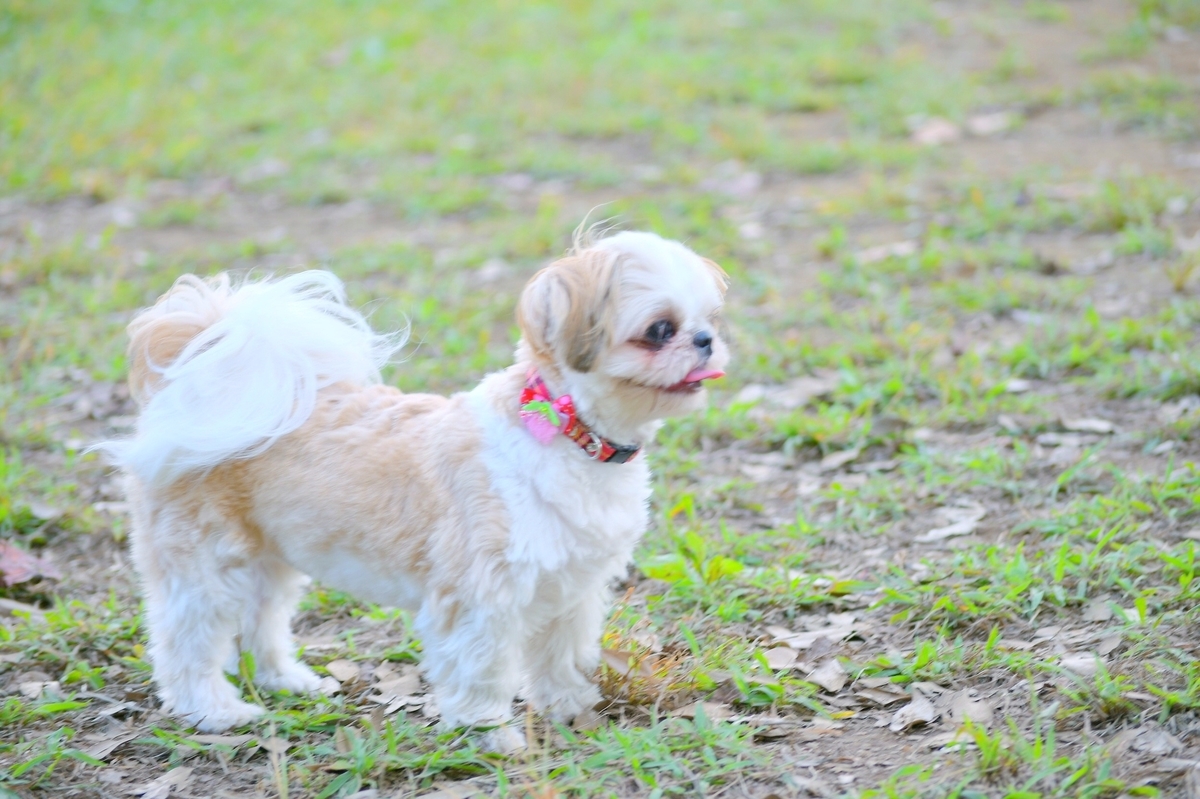 f:id:miyuki_sato:20211010085109j:plain