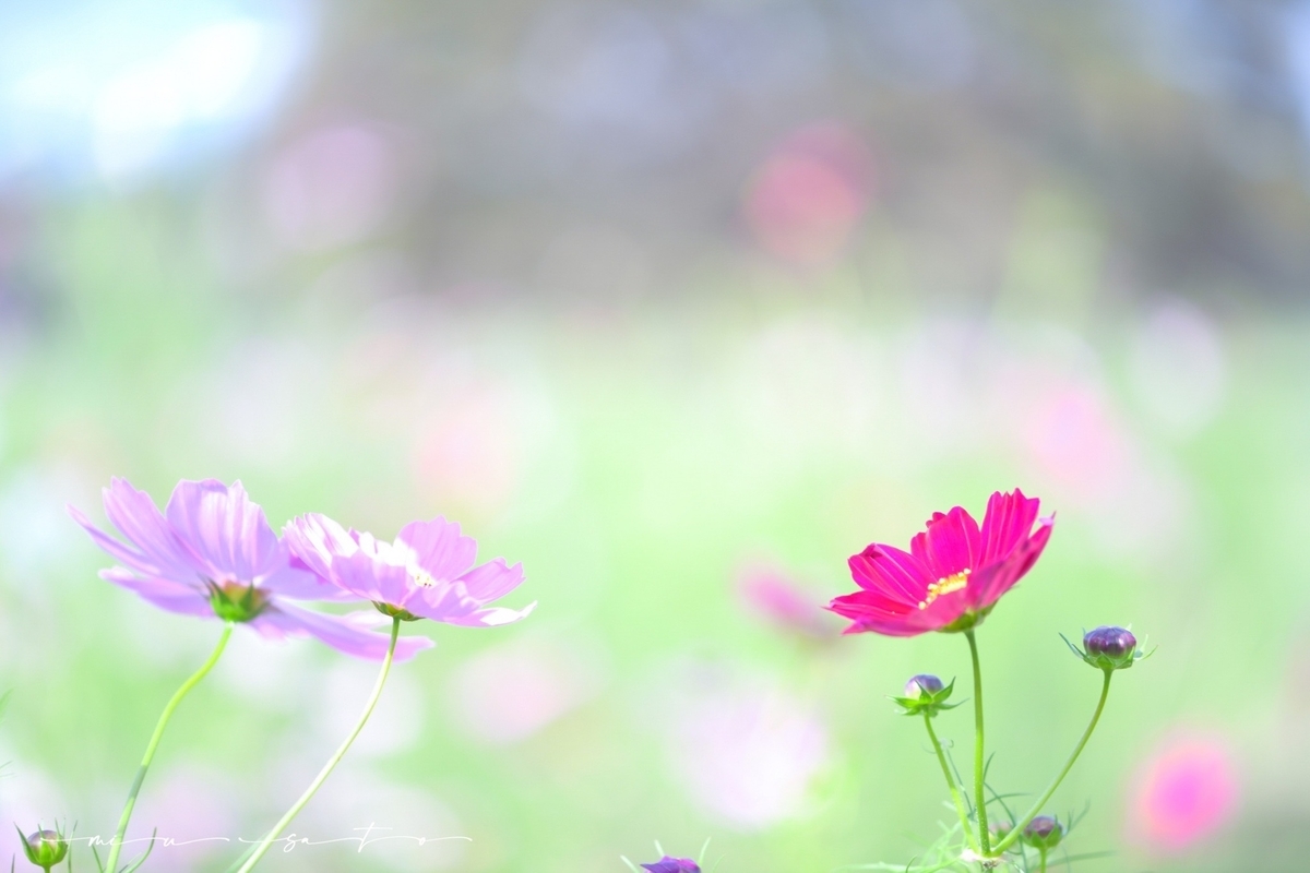f:id:miyuki_sato:20211020102543j:plain