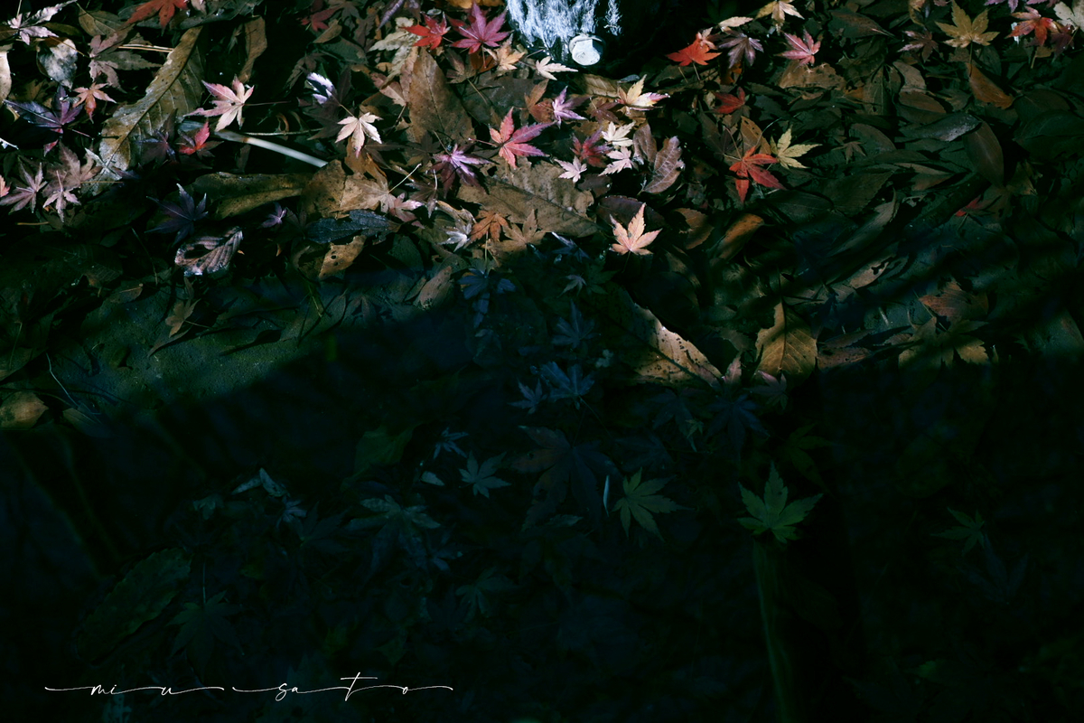 f:id:miyuki_sato:20211229155251j:plain