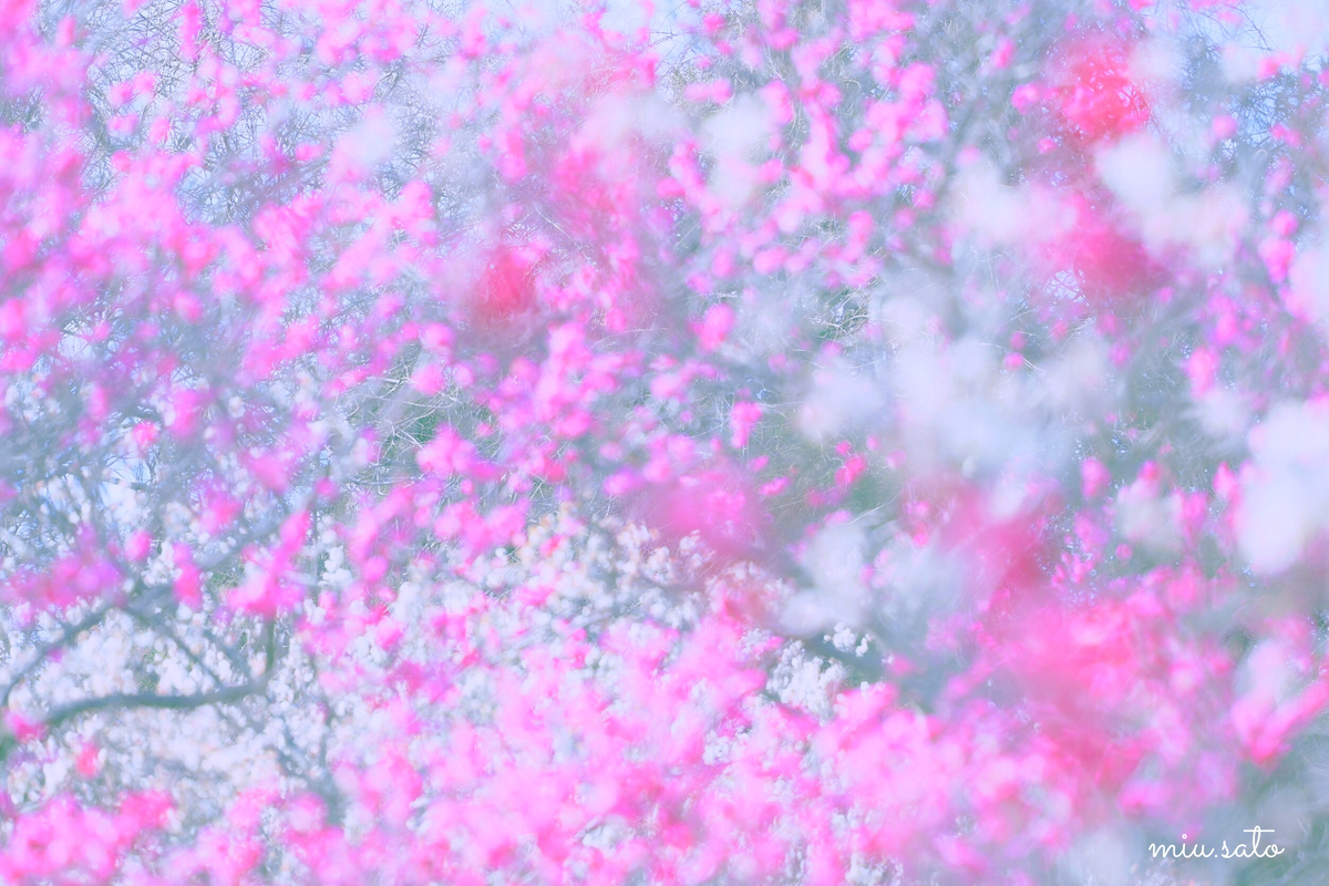 f:id:miyuki_sato:20220318090155j:plain