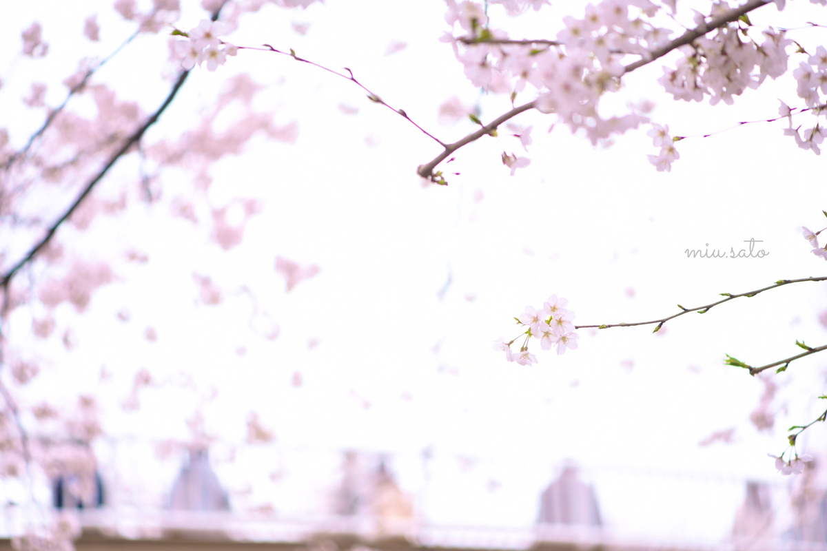 f:id:miyuki_sato:20220401095046j:plain