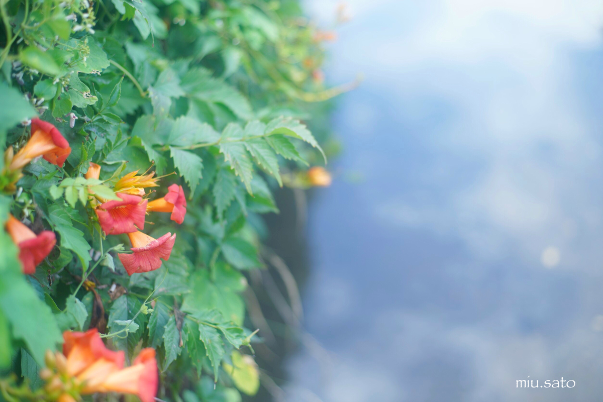 Carl Zeiss Planar T* 50mm F1.4 MMJ 作例 - わたし歩記-あるき- Carl Zeiss Planar T* 50mm F1.4 MMJ 作例 - わたし歩記-あるき-
