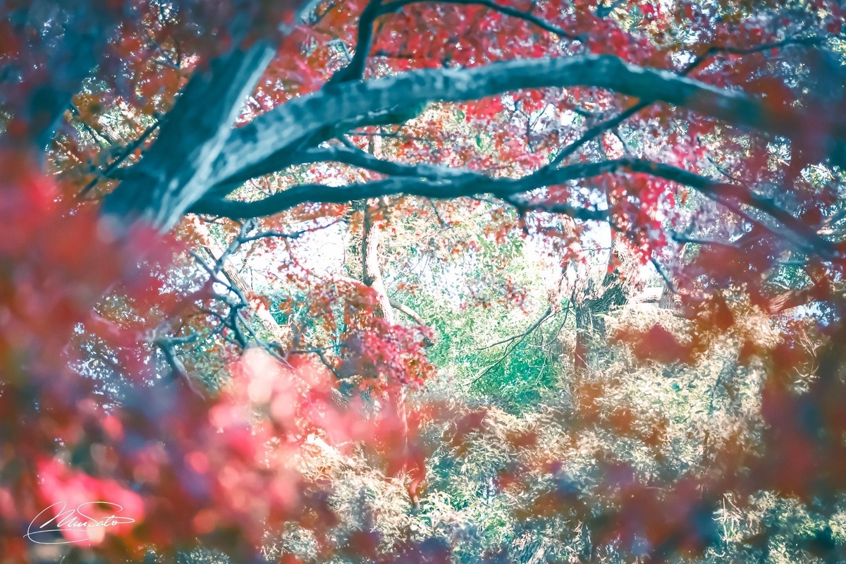 Fujinon XF60mmF2.4 R Macro の作例レビュー - わたし歩記-あるき-