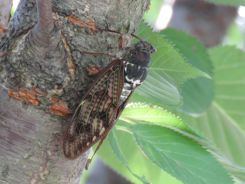 f:id:miyukie33ok:20210826113038j:plain