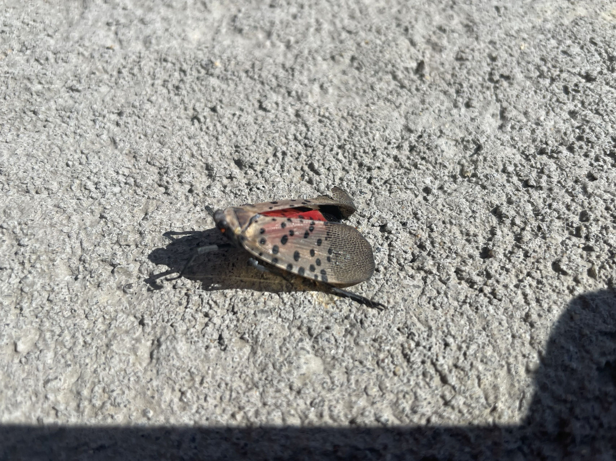 虫 の 大量 発生