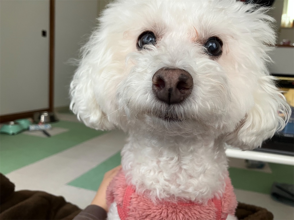 f:id:miyuleilani:20251106200747j:image