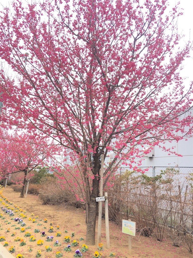 f:id:miyupapamama:20170227162804j:image f:id:miyupapamama:20170227162804j:image