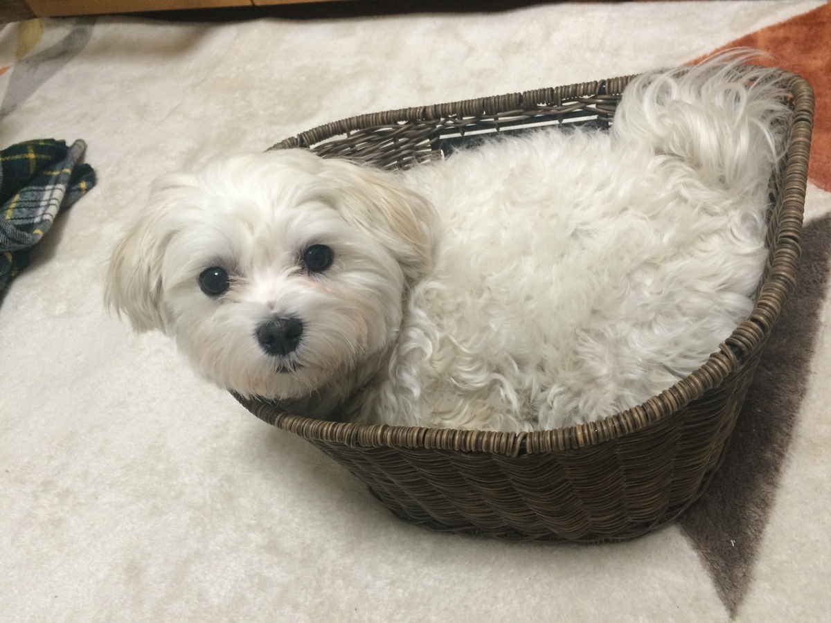 f:id:miyux19:20151212213302j:plain f:id:miyux19:20151212213302j:plain