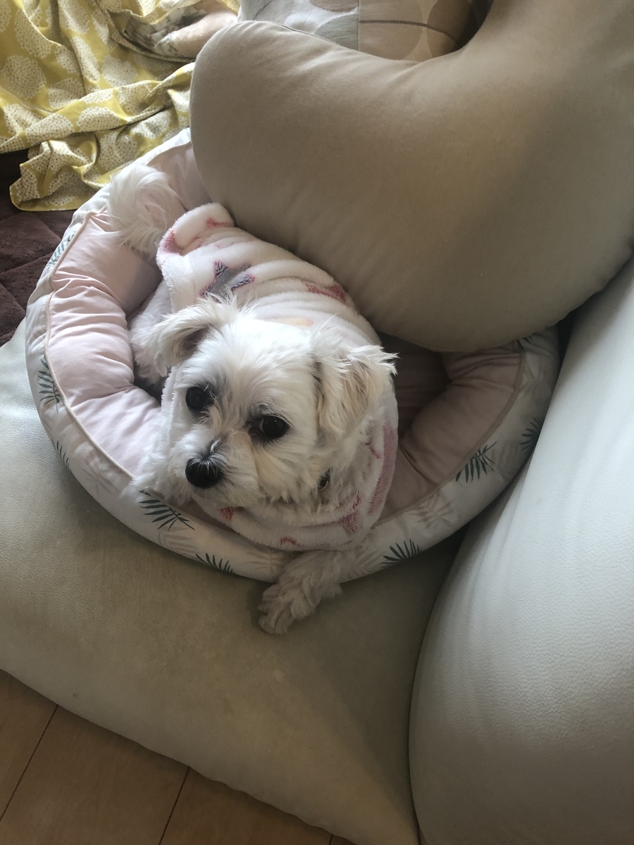 f:id:miyux19:20191231172215j:plain f:id:miyux19:20191231172215j:plain