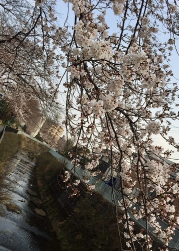 イメージ 5