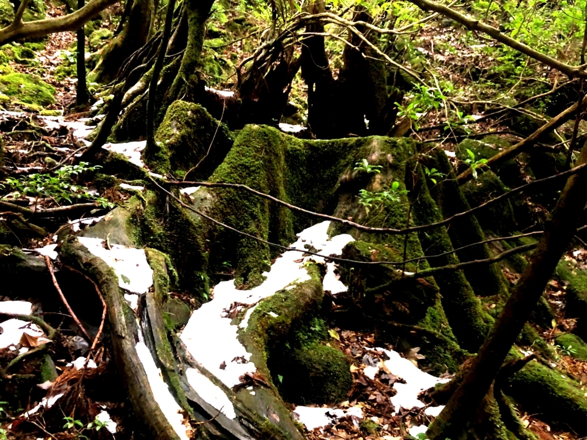 f:id:mizinnko_heart:20220106214252j:plain