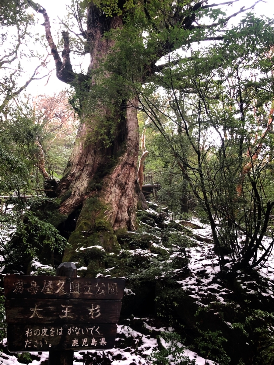 f:id:mizinnko_heart:20220118233426j:plain