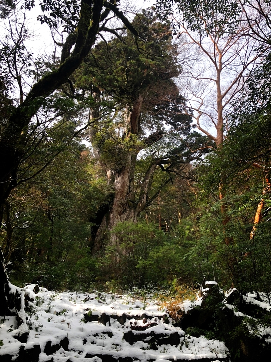 f:id:mizinnko_heart:20220118233806j:plain