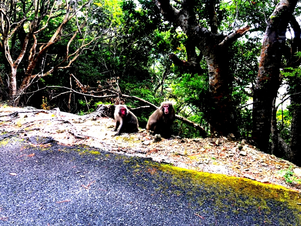 f:id:mizinnko_heart:20220124150206j:plain