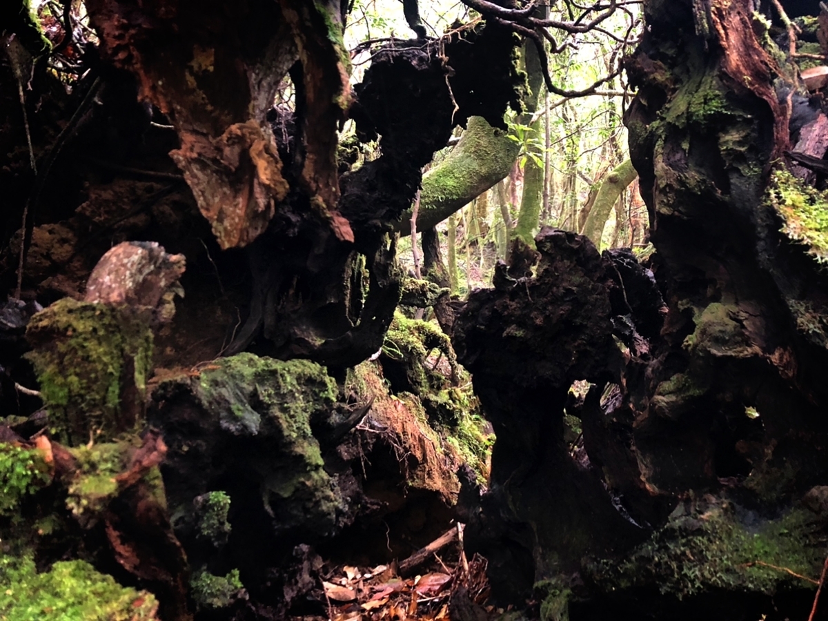 f:id:mizinnko_heart:20220124160753j:plain