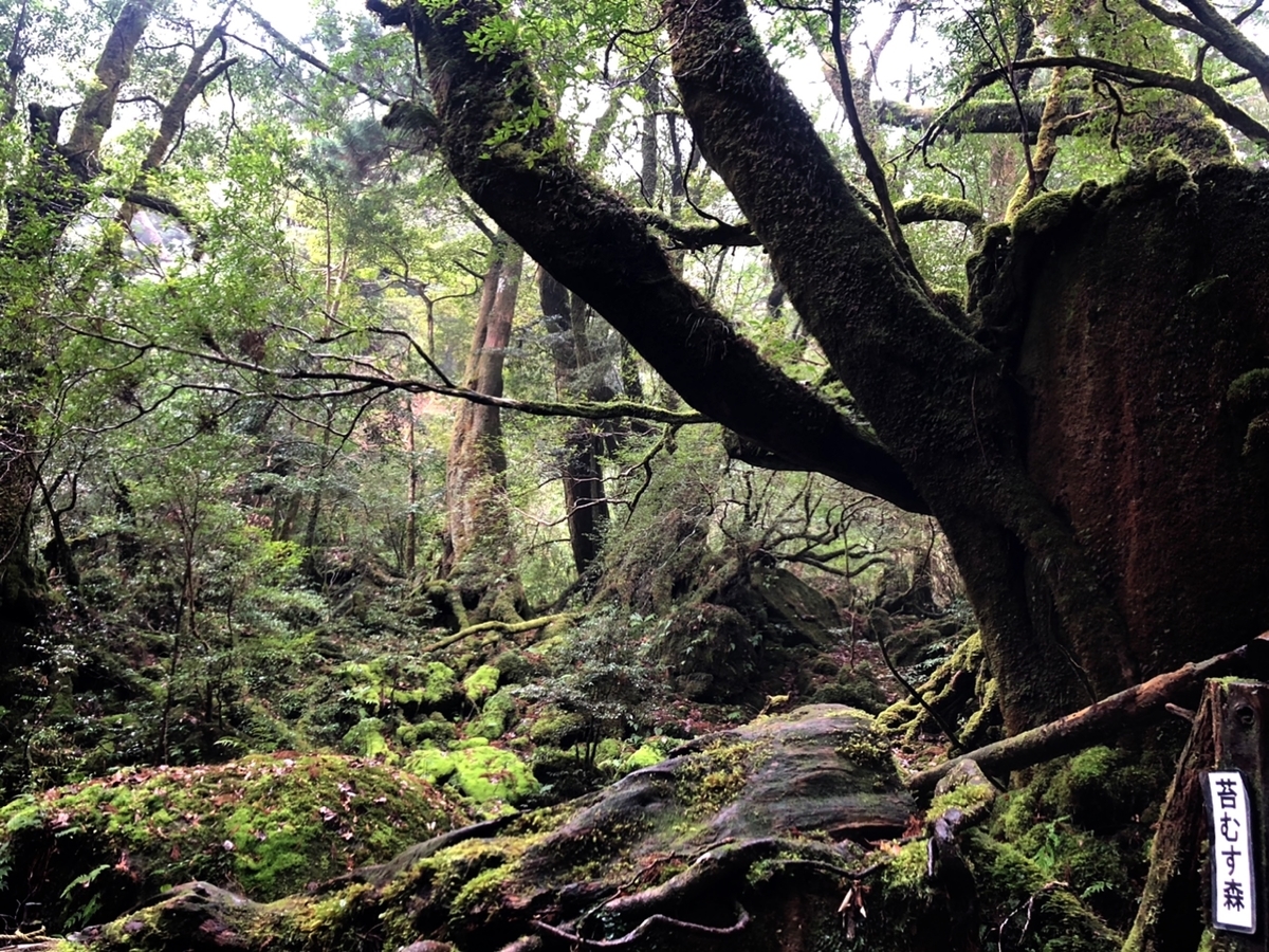 f:id:mizinnko_heart:20220124163414j:plain