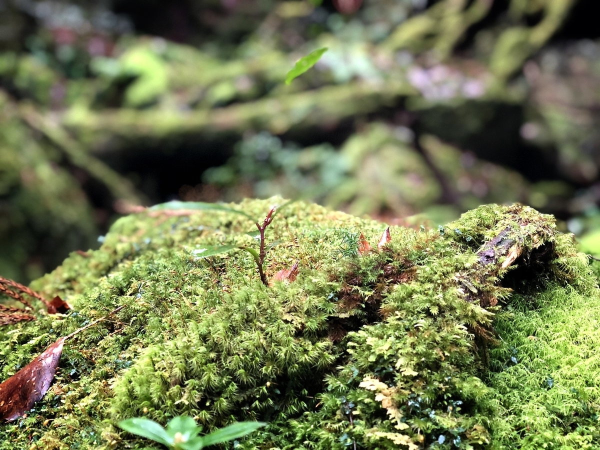 f:id:mizinnko_heart:20220124164226j:plain