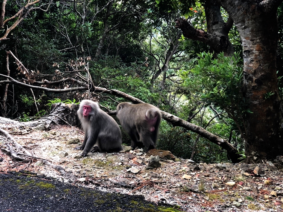 f:id:mizinnko_heart:20220125114336j:plain