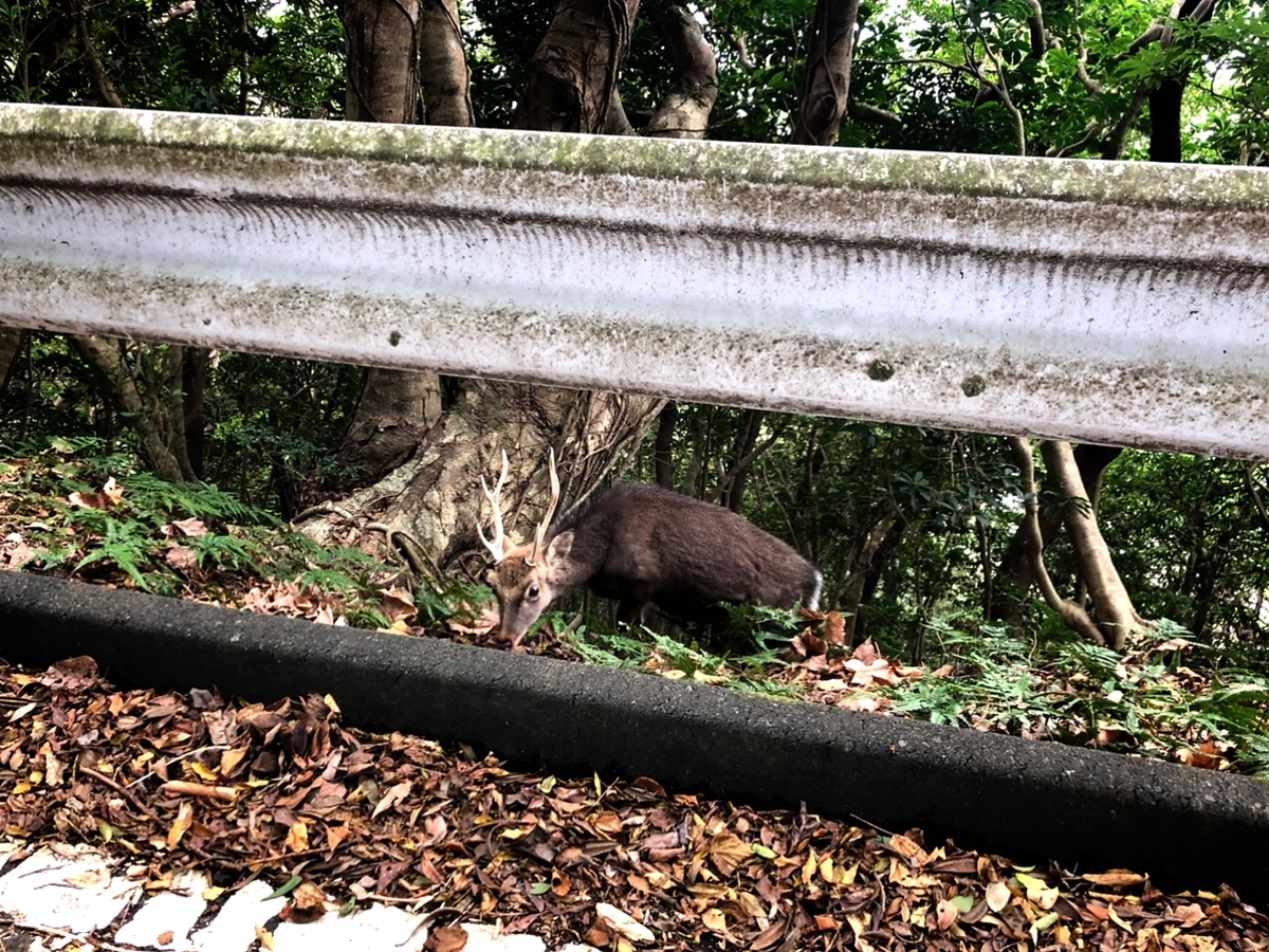 f:id:mizinnko_heart:20220125114823j:plain